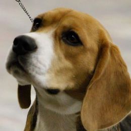Beagles from Sunbriar Beagles
