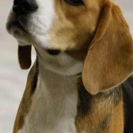 Beagles from Sunbriar Beagles