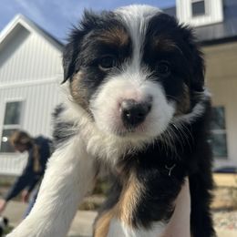 Australian Shepherd Puppies from Kreger Farms