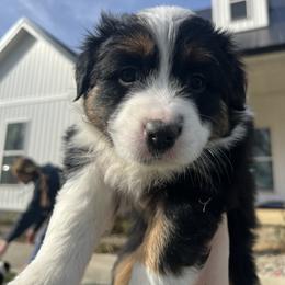 Australian Shepherd Puppies from Kreger Farms