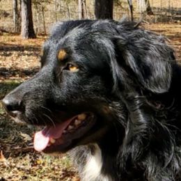 Jesse - Australian Shepherd