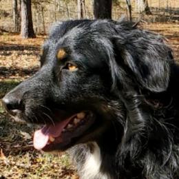 Jesse - Australian Shepherd