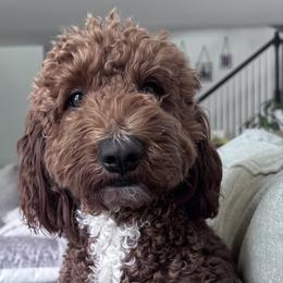 Goldendoodle puppies from Tumbling Creek GoldenDoodles