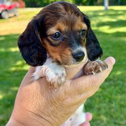 Ashley - Piebald female Dachshund puppy in Aurora, Missouri from Baileys Precious Puppies