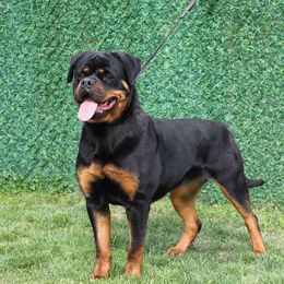 Orka NR - Rottweiler