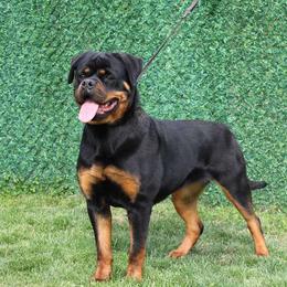 Orka NR - Rottweiler