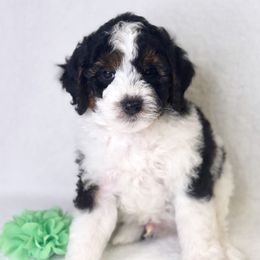 Apple Pie - Tri-color male Bernedoodle puppy in Williamson, New York from Lakeside Doodles