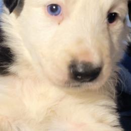 Mick - Black and white male Border Collie puppy in Custer, South Dakota from Pinpoint Border Collies