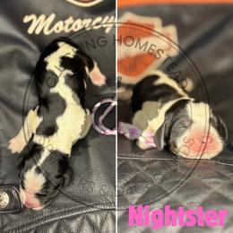 Nightster - Black white and tan female English Springer Spaniel puppy in Fond Du Lac, Wisconsin from Clucking Homestead Springers & Dachshunds