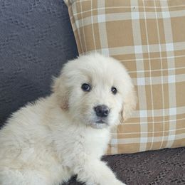 Girl 1 - Golden female Golden Retriever puppy in Los Angeles, California from Sea Air Goldens