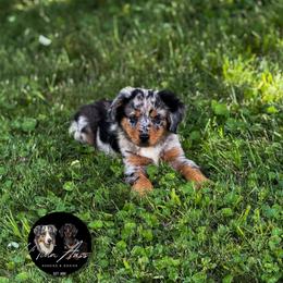 Blue Merle female - Blue merle female Australian Shepherd puppy in Tyner, Kentucky from Lil’ Town Aussies