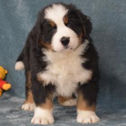 Pretty Paul - Black rust and white male Bernese Mountain Dog puppy in Danville, Pennsylvania from Brookwood Bernese Mountain Dogs