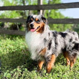 Maverick - Toy Australian Shepherd