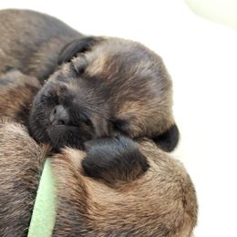Border Terrier Puppies from Cornerstone Border Terriers