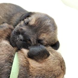 Border Terrier Puppies from Cornerstone Border Terriers