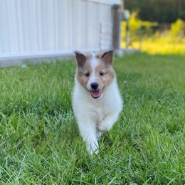 Clarabelle - White merle female Collie puppy in St Augustine, Florida from Saltwater Collies LLC