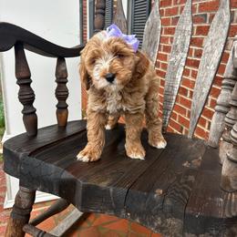 Kayla - Red  female Goldendoodle puppy in Mint Hill, North Carolina from DoodleForever