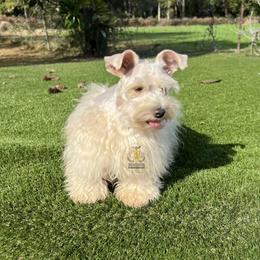 Mercedes - Miniature Schnauzer