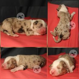 Chroma - Red merle female Australian Shepherd puppy in Colorado Springs, Colorado from Dawn 2 Dusk Ranch