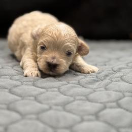 Captain - Apricot male Maltipoo puppy in Bowling Green, Kentucky from Denise Clark