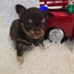 Fudge - Chocolate and tan male Chihuahua puppy in Bowdon, Georgia from Paschal's Pups