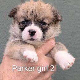 Girl 2 - Sable female Pembroke Welsh Corgi puppy in Clayton, Washington from Smiling J Ranch Corgis