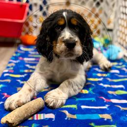 Street Bob - Black white and tan male English Springer Spaniel puppy in Fond Du Lac, Wisconsin from Clucking Homestead Springers & Dachshunds
