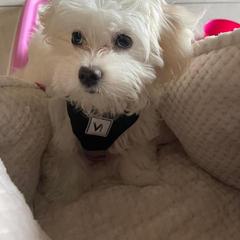 Dachshund, Mal-Shi, and Morkie Puppies from Woodpecker Ridge Pups