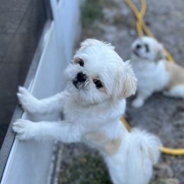 Nala - Shih Tzu