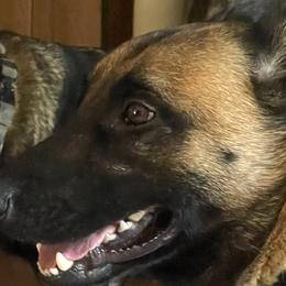 Belgian Malinois from Bayou State Malinois