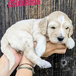 Cheerios - Cream female Goldendoodle puppy in Cambridge, Minnesota from Country Meadow Doodles