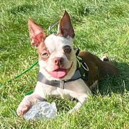 Lucy - Red female Boston Terrier puppy in South Of Boston, Massachusetts from Boston Collections