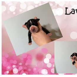 Great Dane Puppies from Alchemy Danes