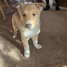Regan - Sable and white female Collie puppy in Colorado Springs, Colorado from Briar Oaks