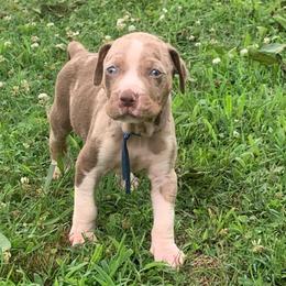 Boy 5 - Red merle male Catahoula Leopard Dog puppy in Gadsden, Alabama from Rich Cat’s