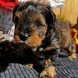 Yahtzee - Salt and pepper male Miniature Schnauzer puppy in Menifee, California from Moonshine’s Minis