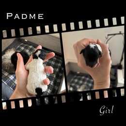 Poodle Puppies from Fluffy Friends Poodles