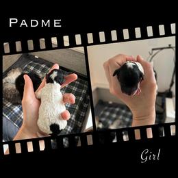 Poodle Puppies from Fluffy Friends Poodles