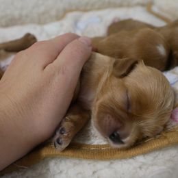 Sydney - Ruby male Cavalier King Charles Spaniel puppy in Marcellus, Michigan from Coolcreek Pets
