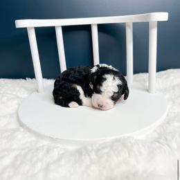 Bart - Tri-color male Bernedoodle puppy in Otisville, Michigan from Danie’s Darling Doodles LLC