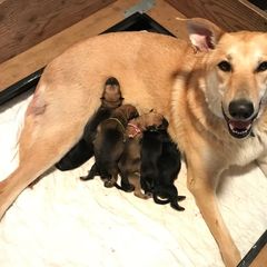 Chinook Puppies from Spook Nook Chinooks