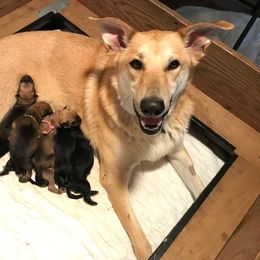 Chinook Puppies from Spook Nook Chinooks