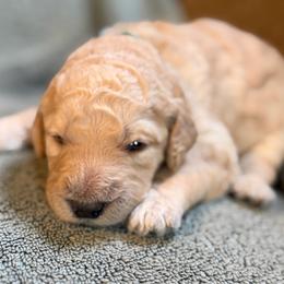 Aurora - Apricot female Poodle puppy in St. Johnsbury, Vermont from Poodles of the Northern Woods