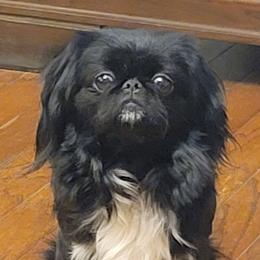 Mika - Pekingese