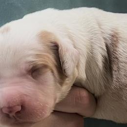 Holly boy 2 - White and orange male Brittany puppy in Floyd Knobs, Indiana from Cross Creek Brittanys