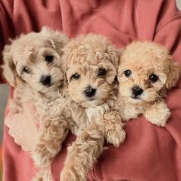 Maltipoo, Poodle, and Shihpoo Puppies from Doodle Lane - Toy Doodles Alabama