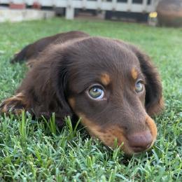 Bo-Anne - Dachshund
