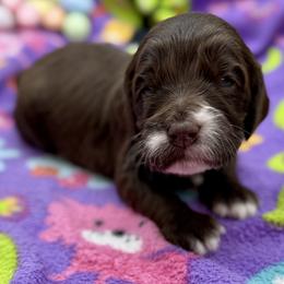River - Chocolate female Australian Labradoodle puppy in Rhode Island from Highland Beach Labradoodles