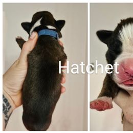 Boy 4 - Brindle male Boxer puppy in Piedmont, South Carolina from SmashBox Kennel