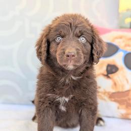 Winston  (Orange collar) - Brown and white male Aussiedoodle puppy in Coulee City, Washington from Mr and Mrs Doodle Farm